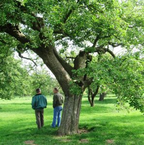 Advies opknappen oude hoogstamfruitbomen